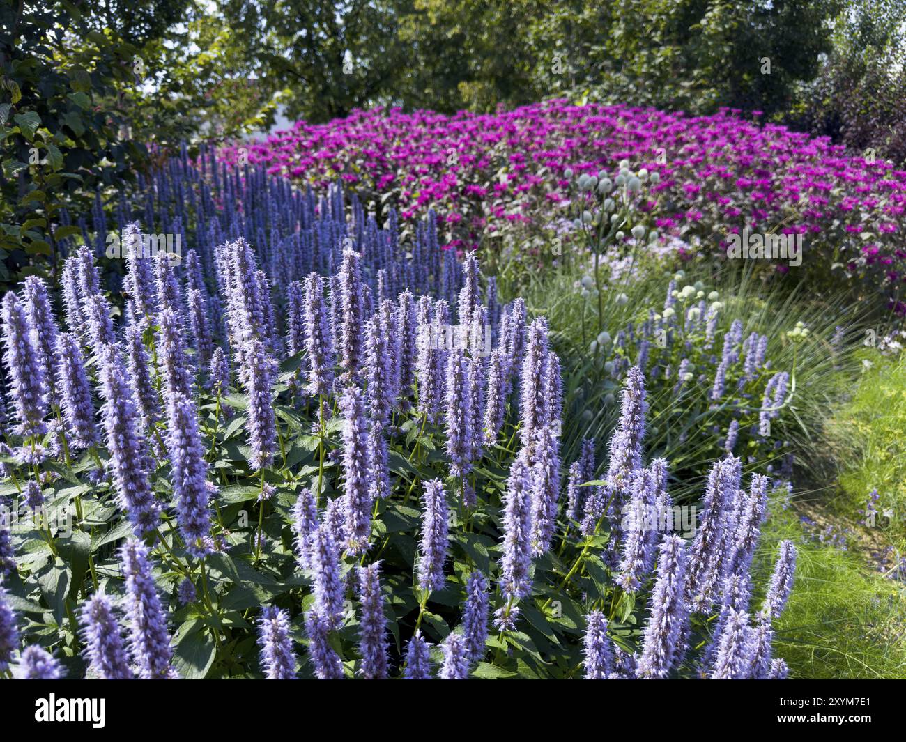 flower-impression-in-front-anise-hyssop-agastache-foeniculum-stock