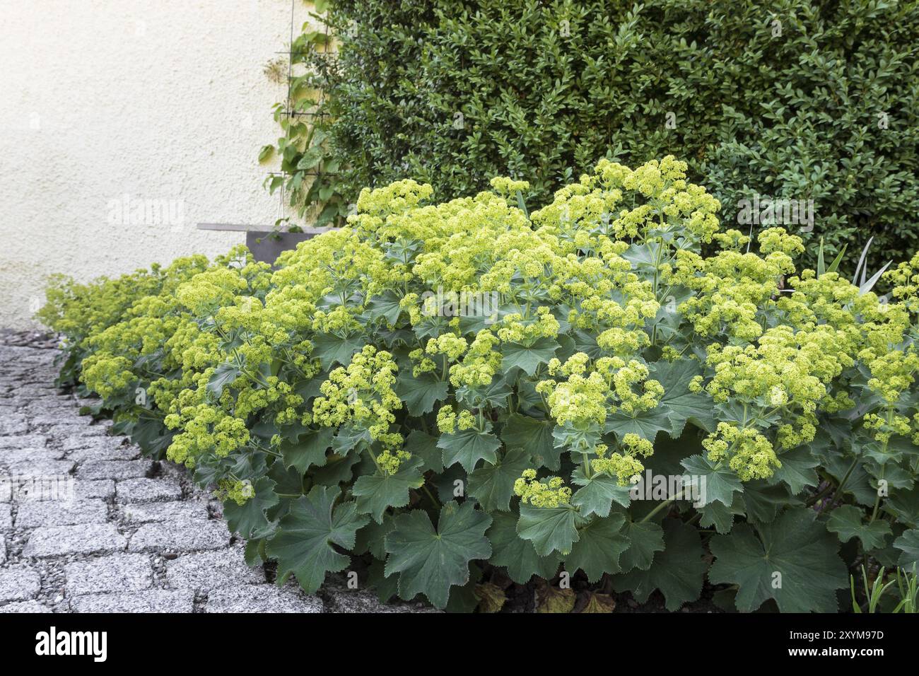 Ladys mantles hi-res stock photography and images - Alamy
