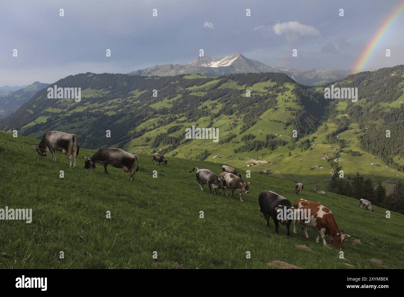 Herd multiple color cattle hi-res stock photography and images - Alamy