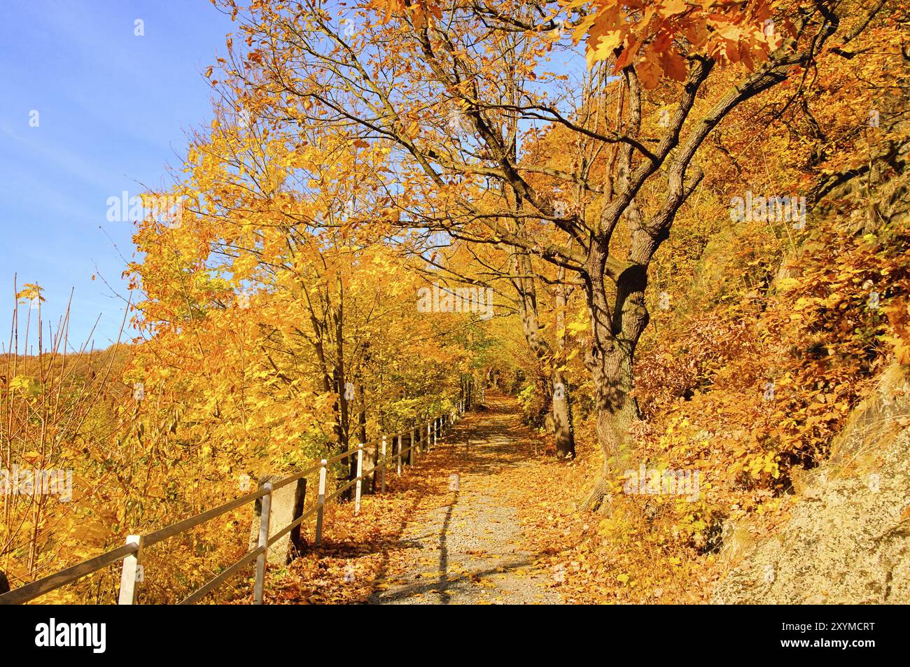 Beeches and maples hi-res stock photography and images - Alamy