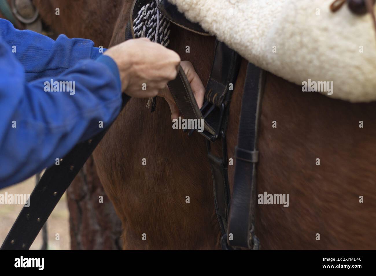 Horse stable workers hi-res stock photography and images - Alamy