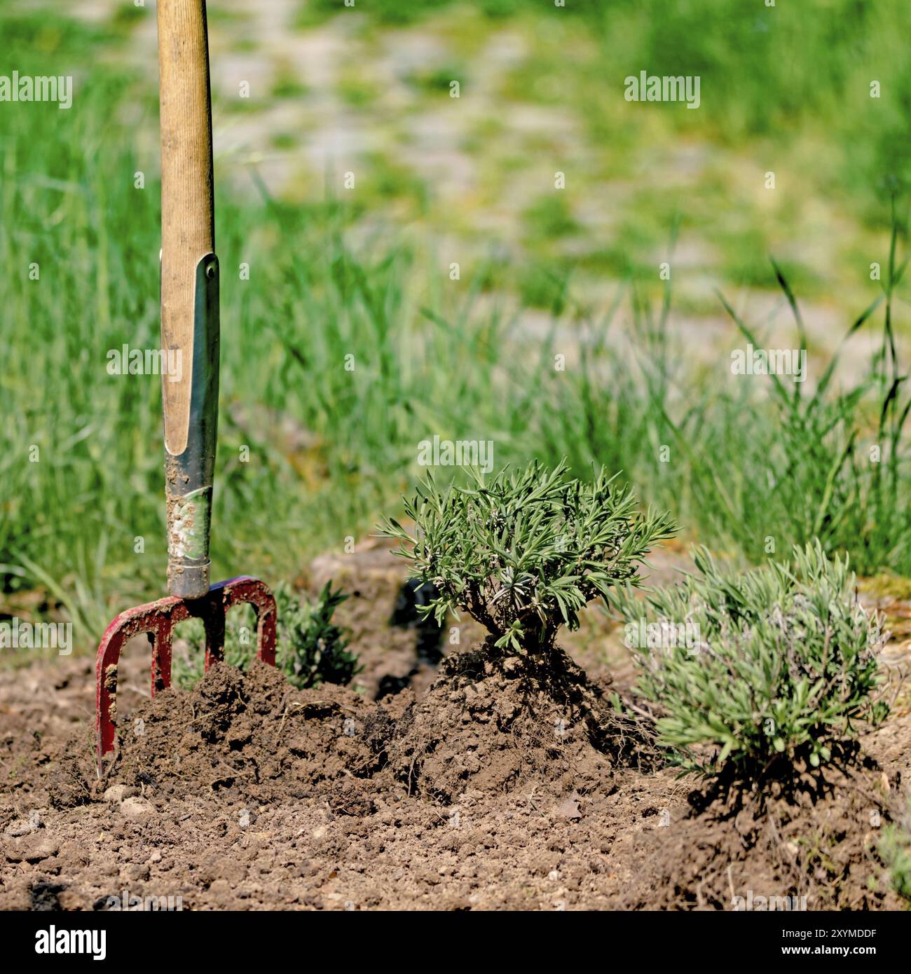 Spade stuck in the ground hi-res stock photography and images - Alamy