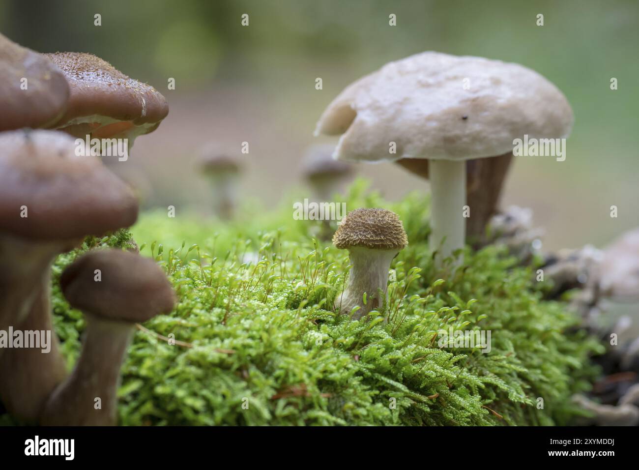 Tree Toad Stools Various toadstools of different sizes grow in dense green moss on an ...
