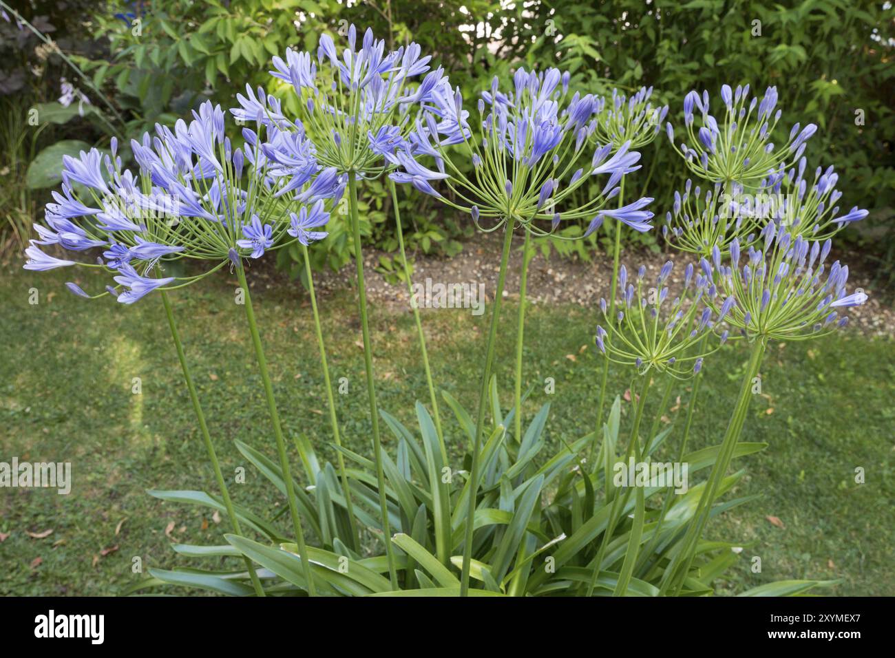 Flowering Agapanthus Africanus In The Garden Stock Photo Alamy flowering-agapanthus-africanus-in-the-garden-stock-photo-alamy