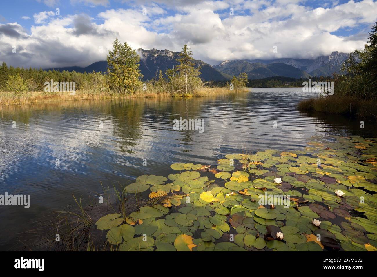 water lilies on lake Barmsee in clouded morning, Bavarian Alps, Germany ...