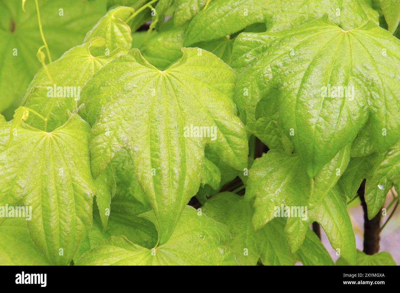 Yam 02 hi-res stock photography and images - Alamy