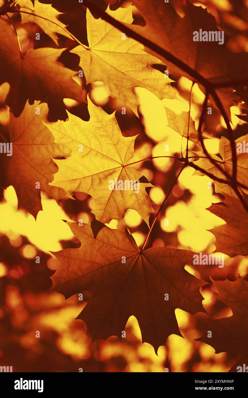 Beautiful autumn background with leaves of maple tree Stock Photo - Alamy