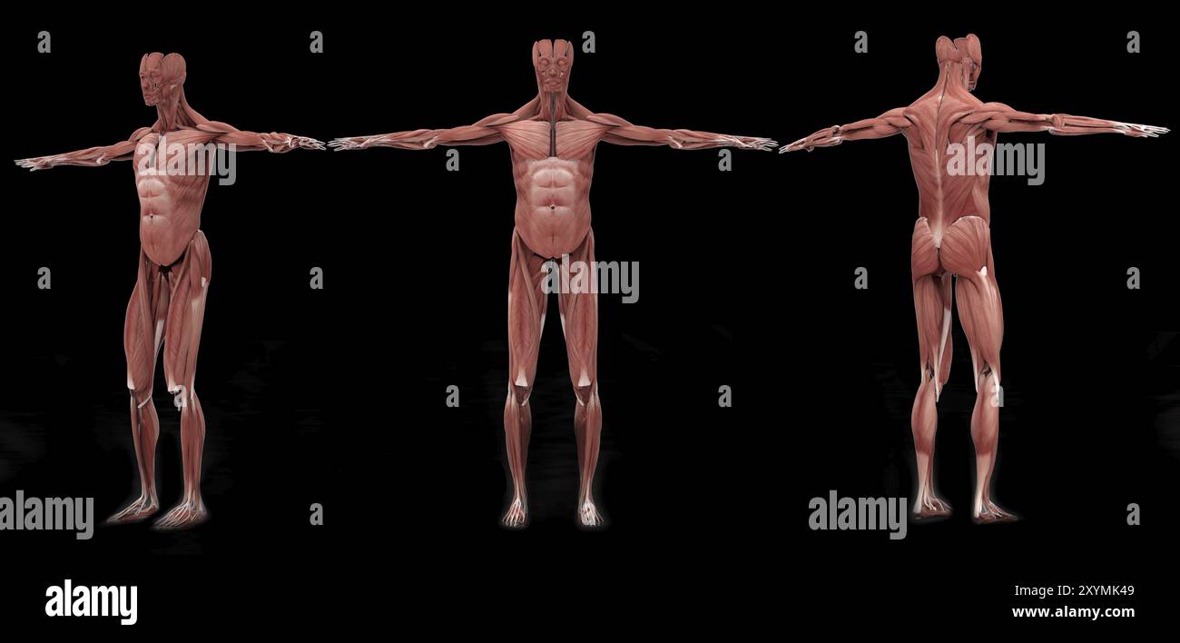 3D rendering of male muscular system at different angles Stock Photo