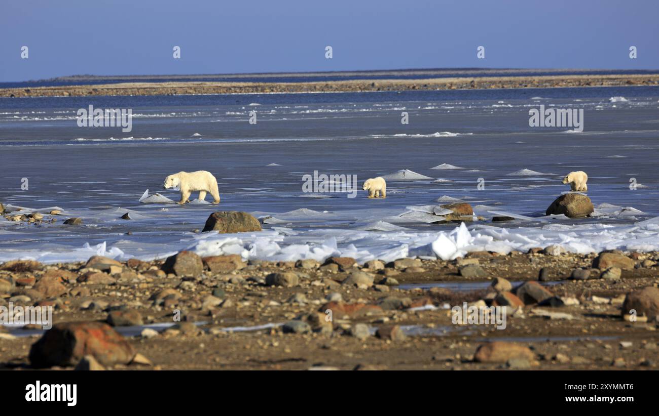 A polar bear mother with two cubs on the ice of Hudson bay Stock Photo ...