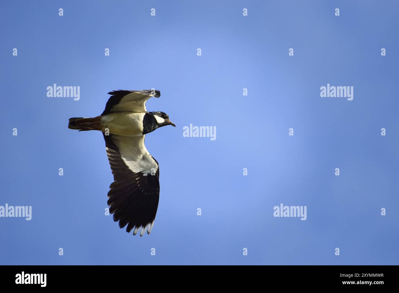 Lapwing clutches hi-res stock photography and images - Alamy