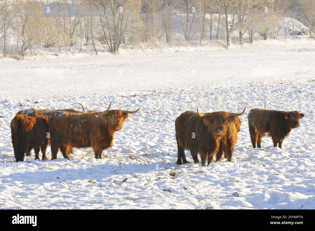 Scottish Highland cattle in the pasture Stock Photo - Alamy