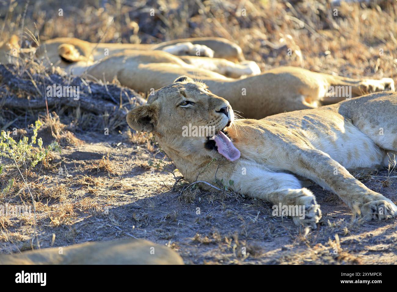 Pride of lions resting Stock Photo - Alamy