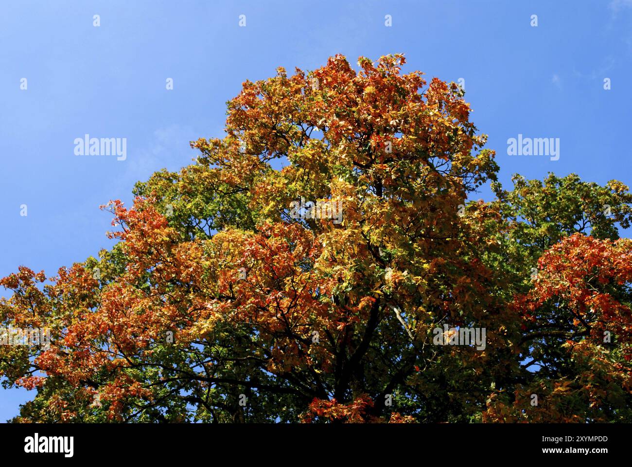Maple tree in front of deep blue sky Stock Photo - Alamy