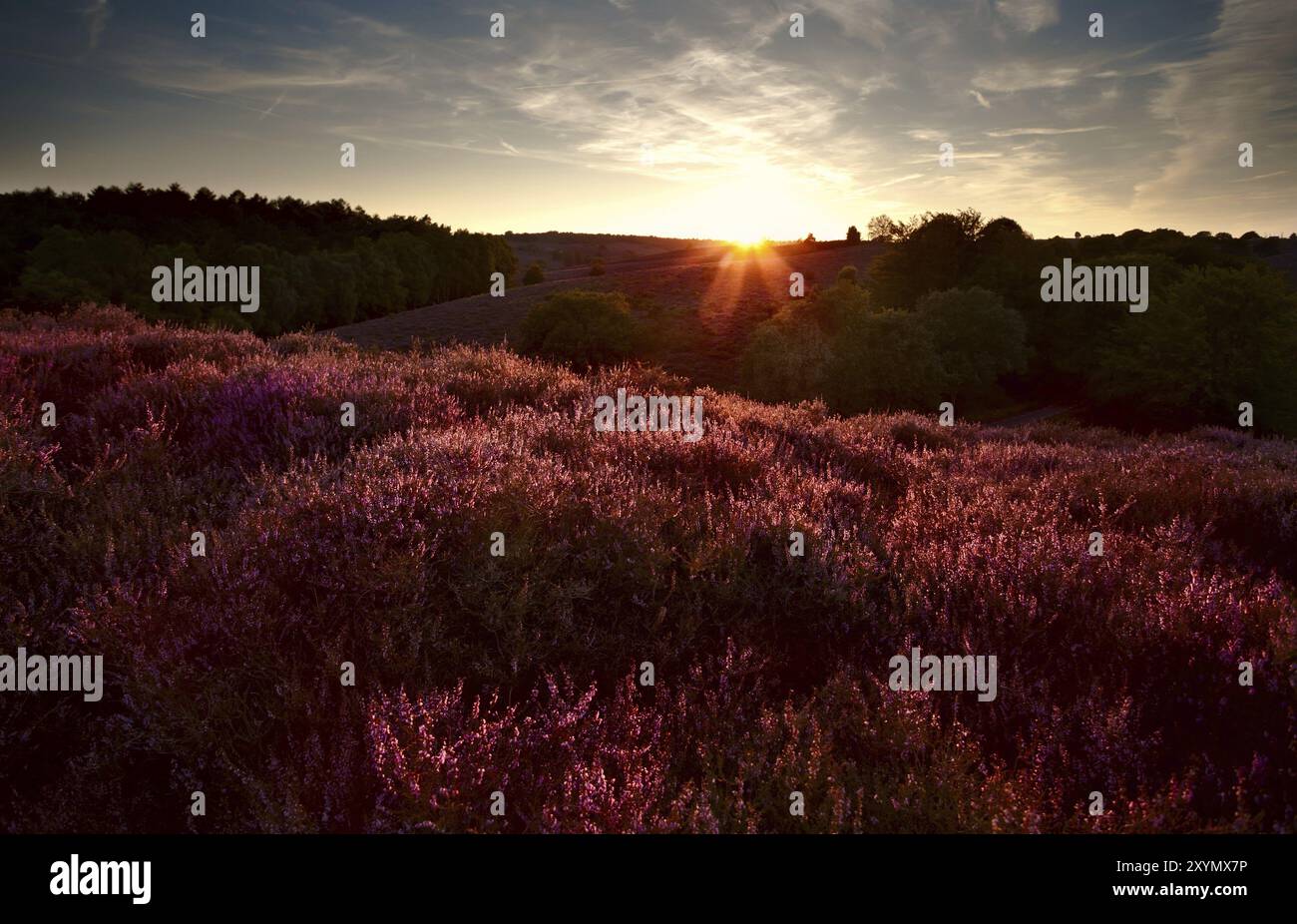 Sunset over meadows covered with flowering heather, Calluna vulgaris ...