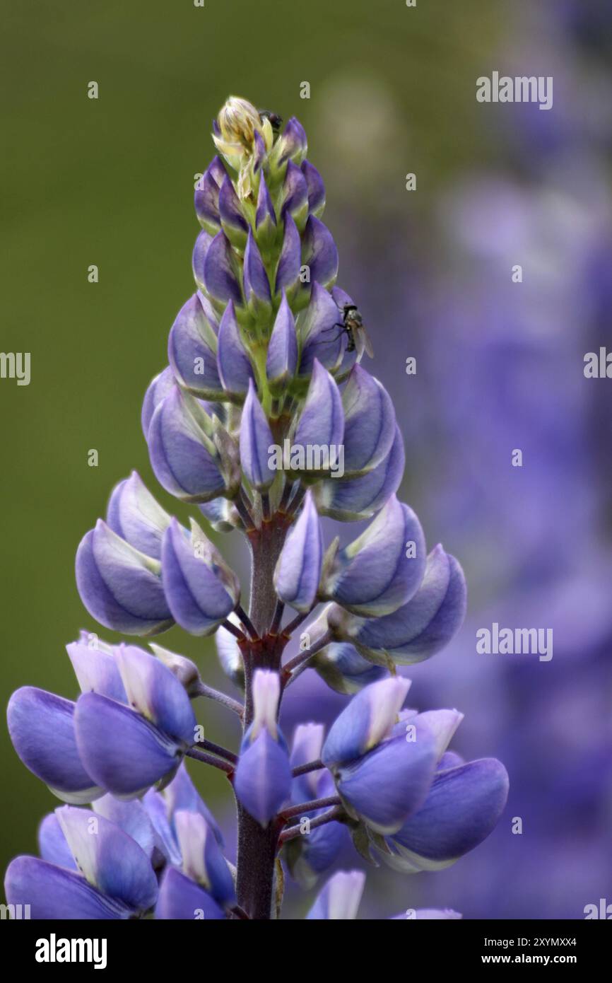 Lupin crop in bloom hi-res stock photography and images - Alamy