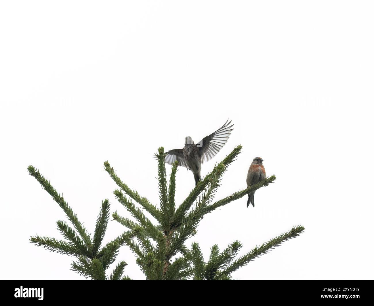 A pair of linnets sitting on a spruce tree, the female flies up and spreads her wings Stock Photo