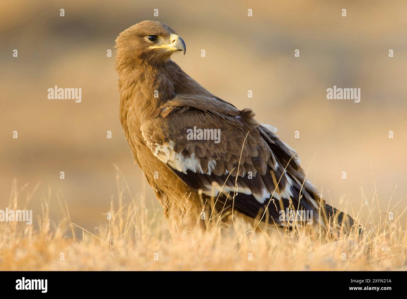 steppe eagle (Aquila nipalensis, Aquila rapax nipalensis), immature ...