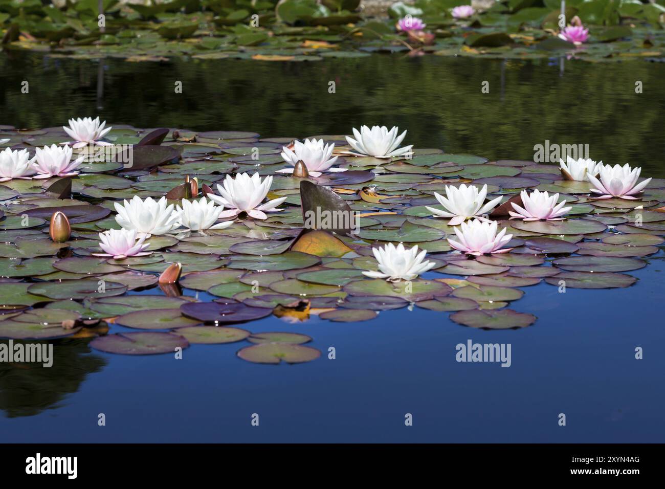 Pond filled water lilies hi-res stock photography and images - Alamy