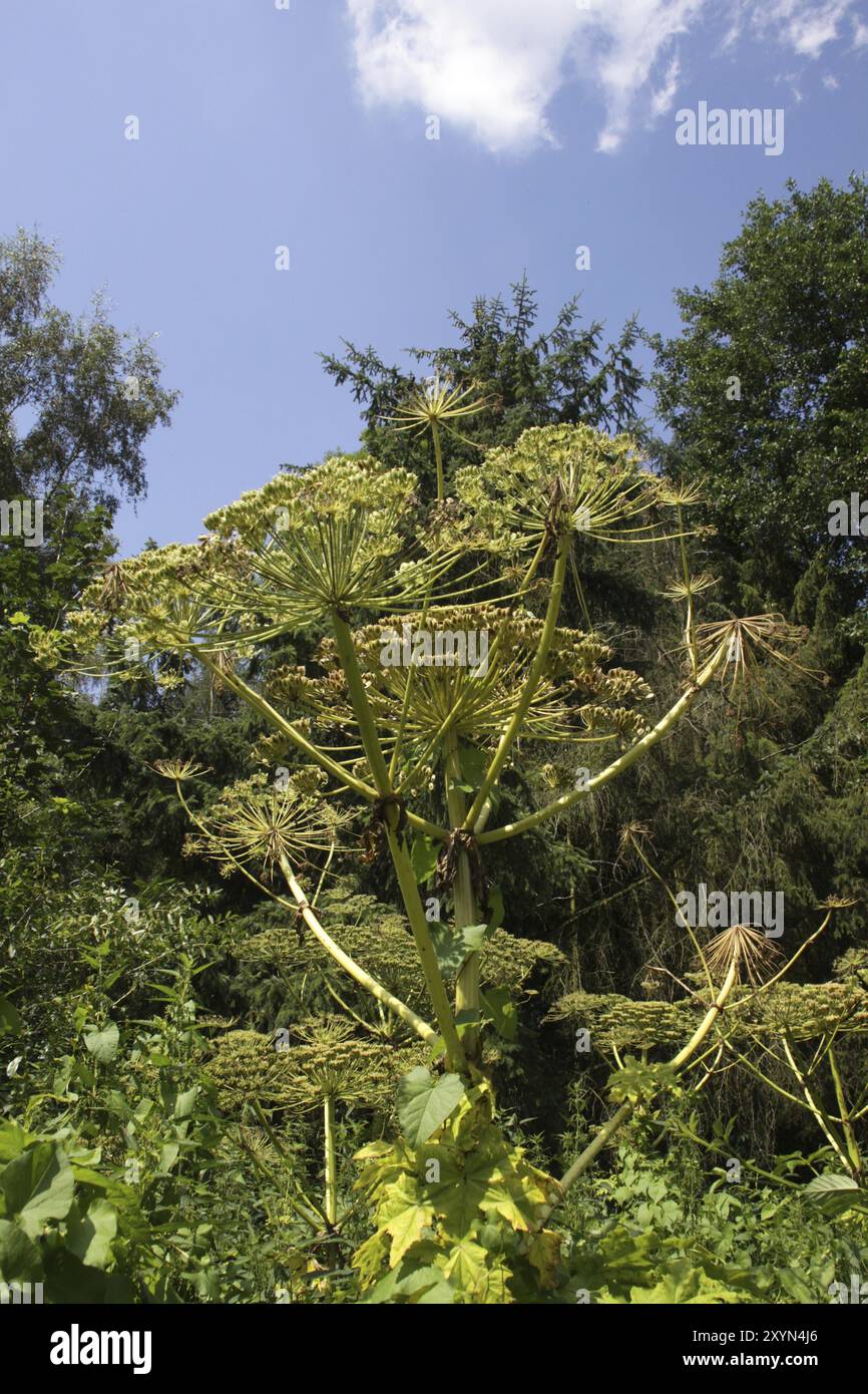 Herculean perennial Stock Photo