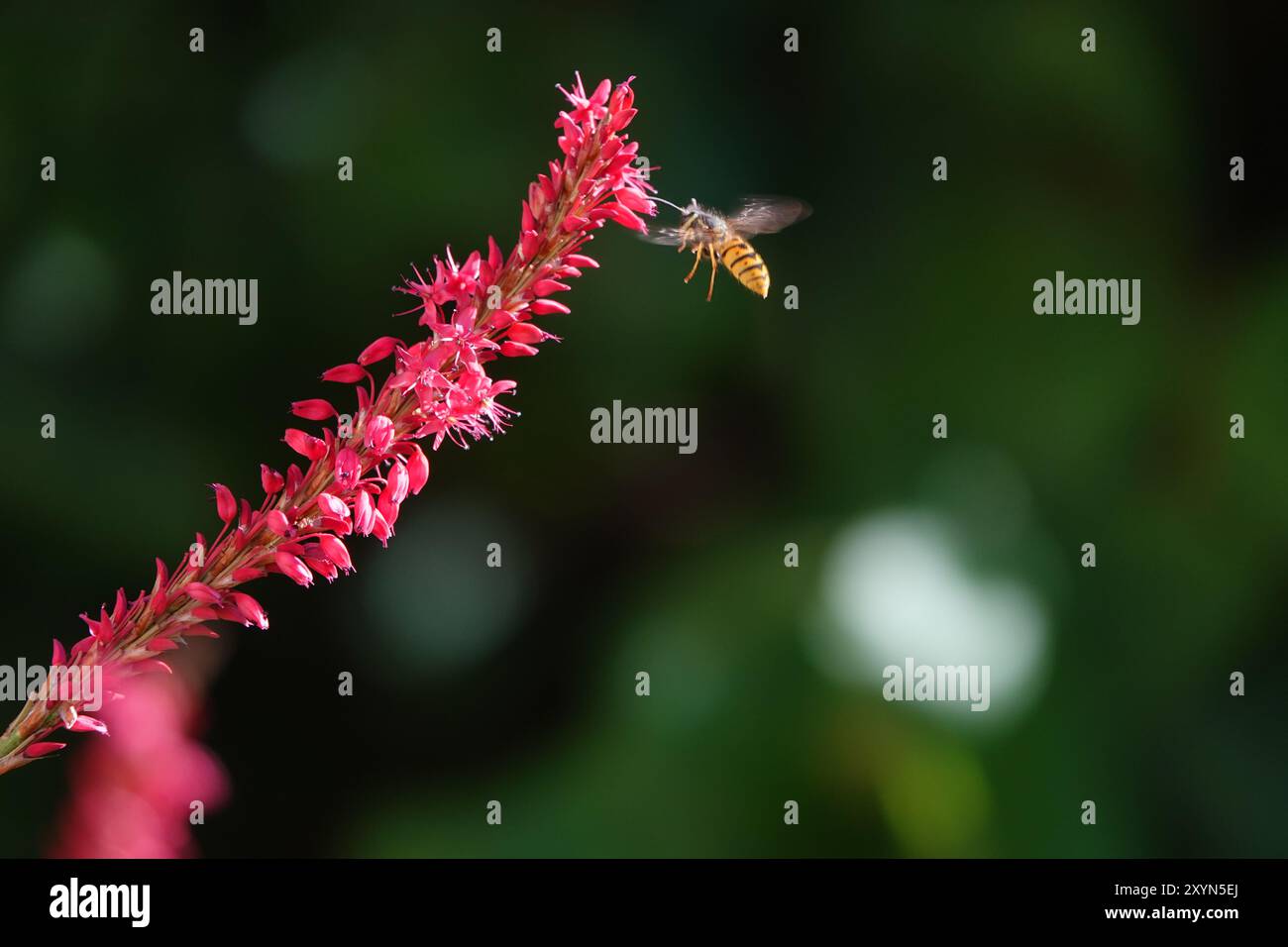 Summer flying insect insects hi-res stock photography and images - Alamy