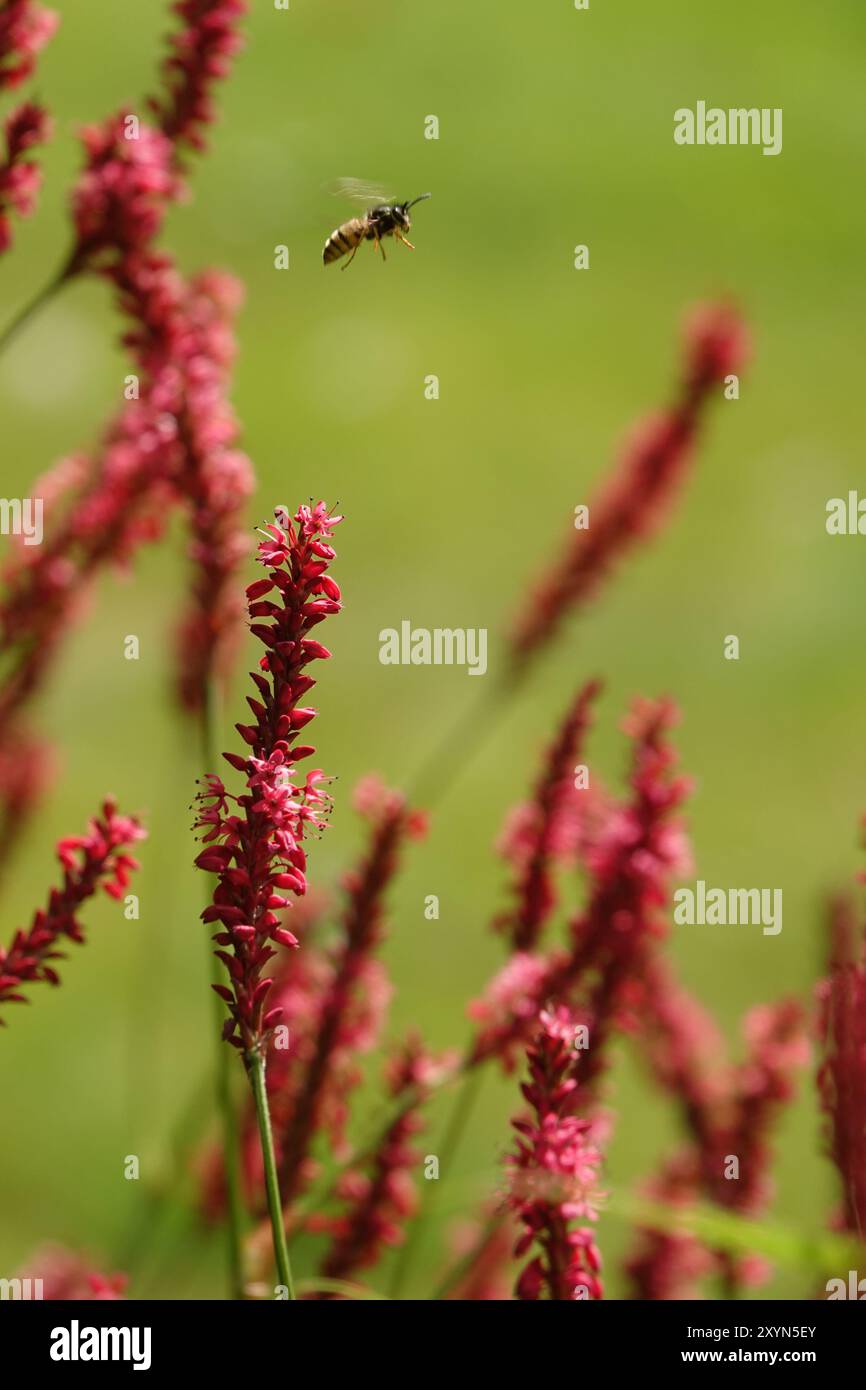 Summer flying insect insects hi-res stock photography and images - Alamy