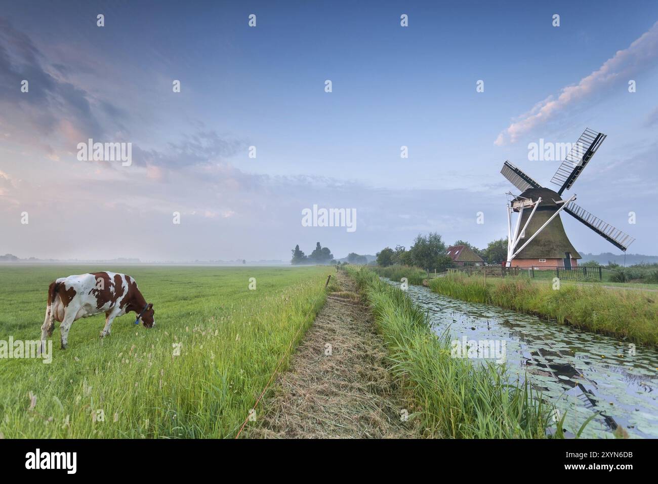 Windmill in pasture cattle grazing hi-res stock photography and images ...