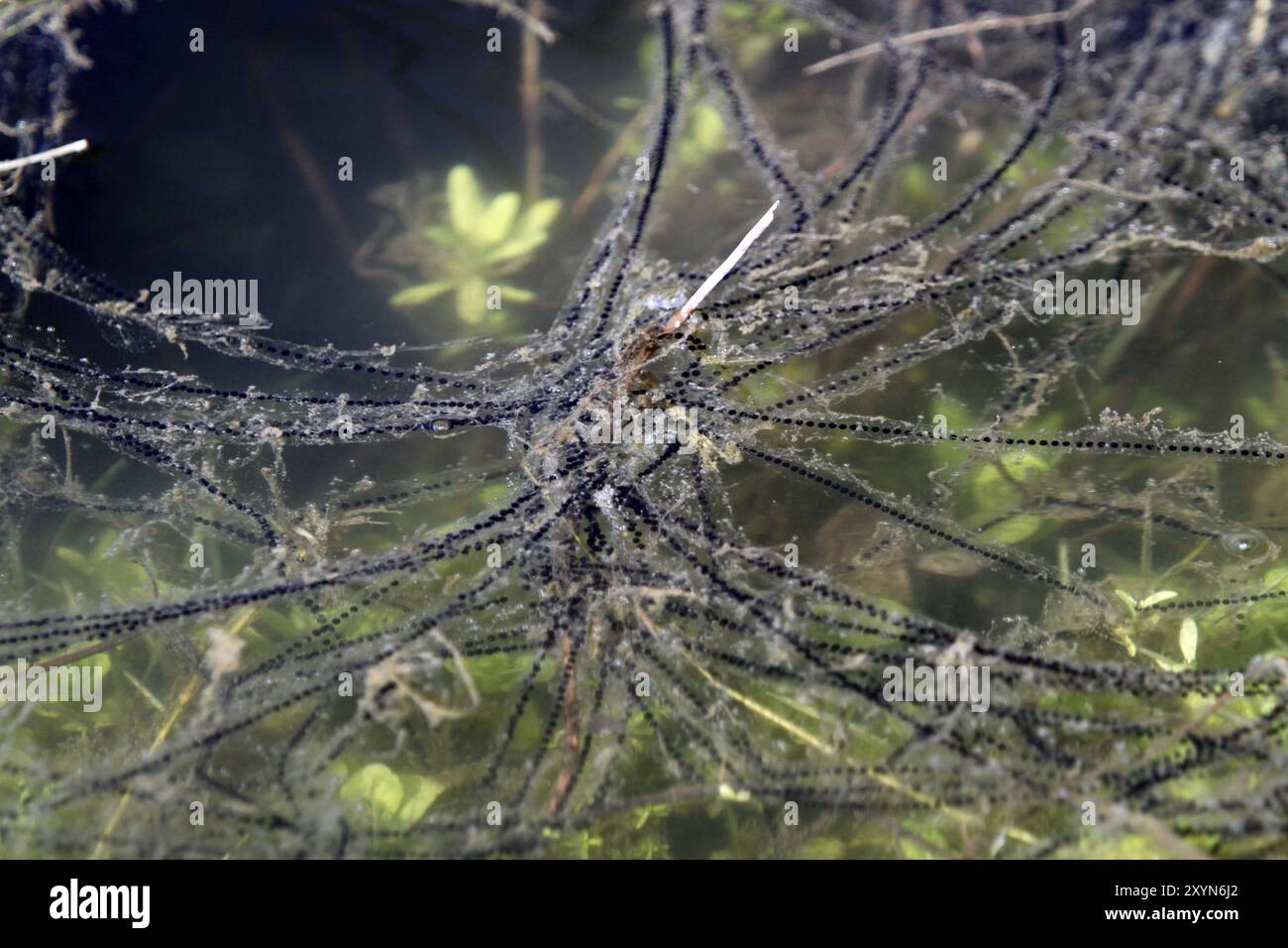 Toadspawns hi-res stock photography and images - Alamy