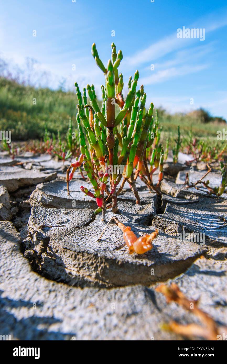 Salicornia Stock Photo