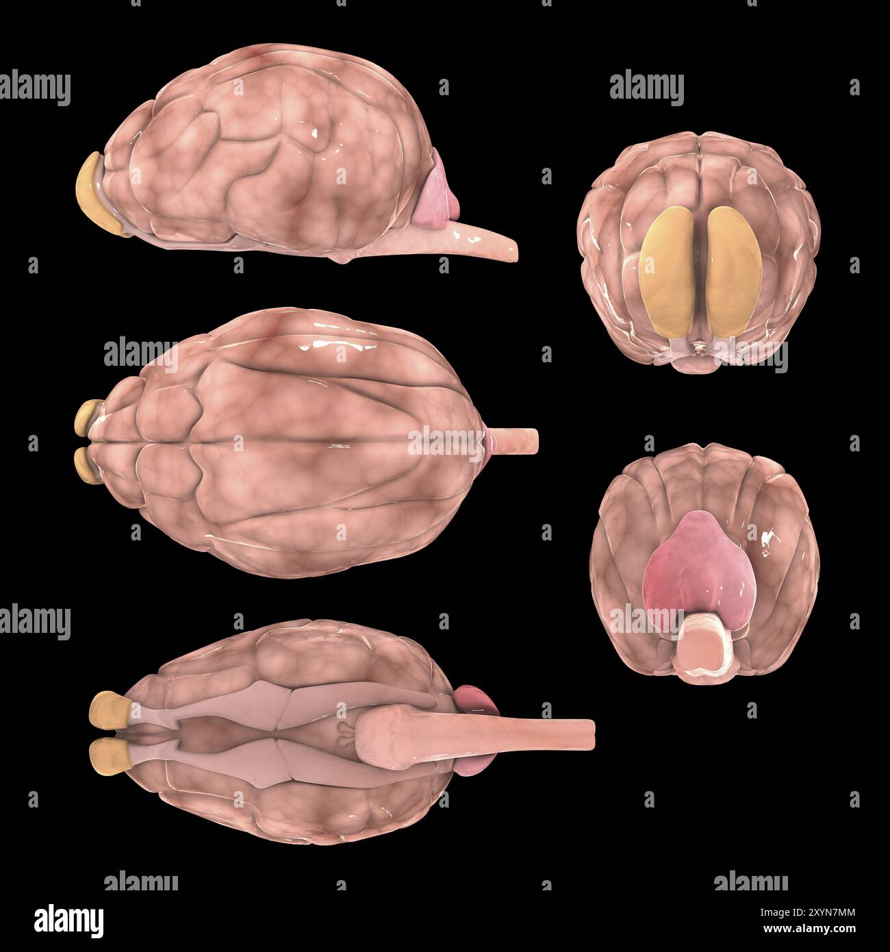 Dog brain, multiple angles Stock Photo