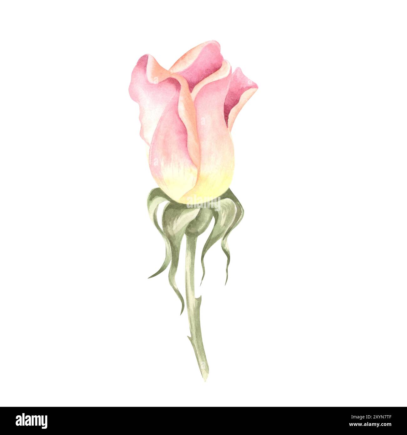 Rose flower bud soft light pink color. Hand drawn watercolor ...