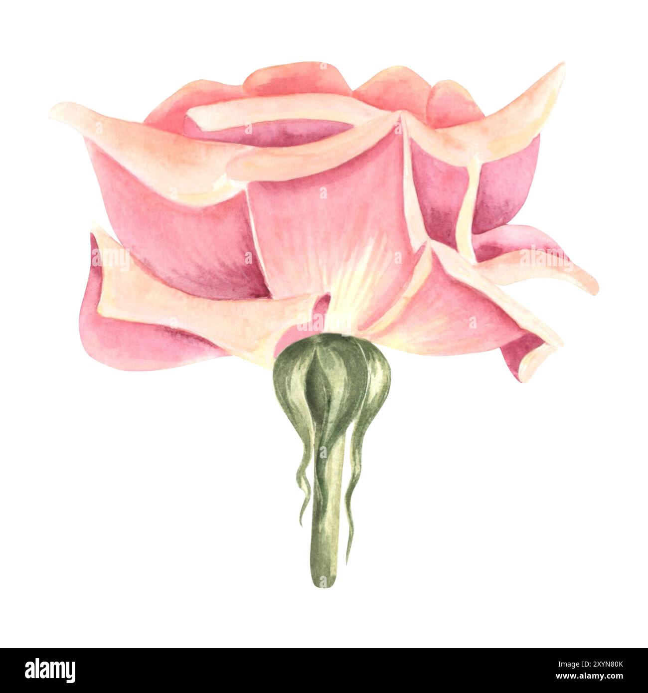 Rose flower soft light pink color. Hand drawn watercolor illustration ...