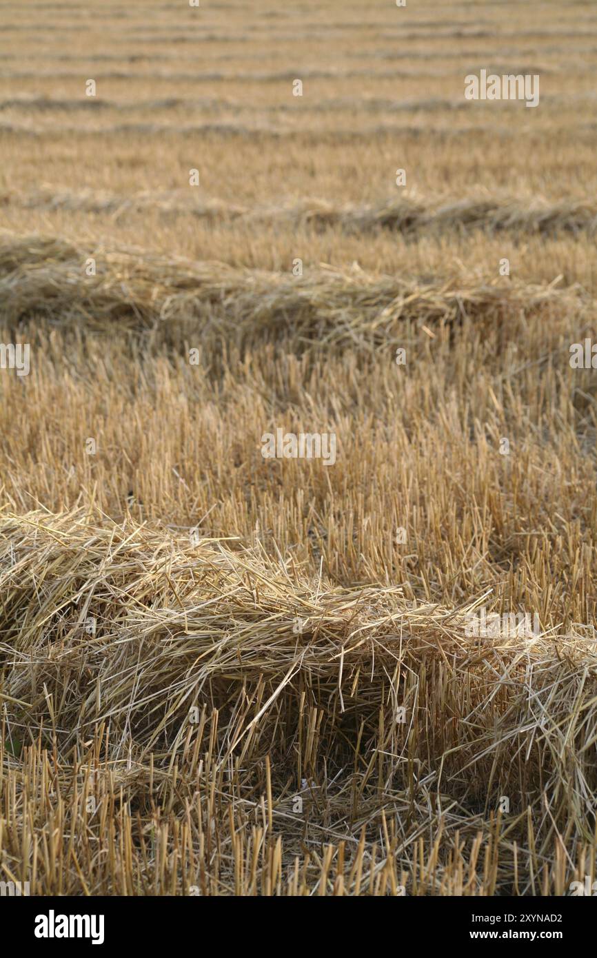 Stubble field with straw after the harvest Stock Photo - Alamy