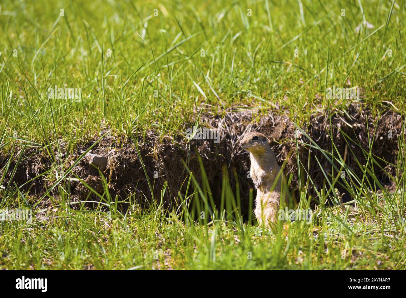 Prairie dog standing on hind legs outside its grass burrow at Yolyn Am or Eagle Valley in southern Mongolia Stock Photo