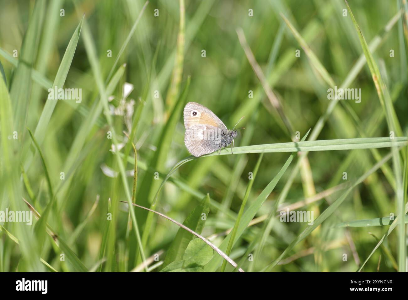 Small heath (Coenonympha pamphilus), butterfly, grass, The Small heath sits on a blade of grass in the meadow Stock Photo