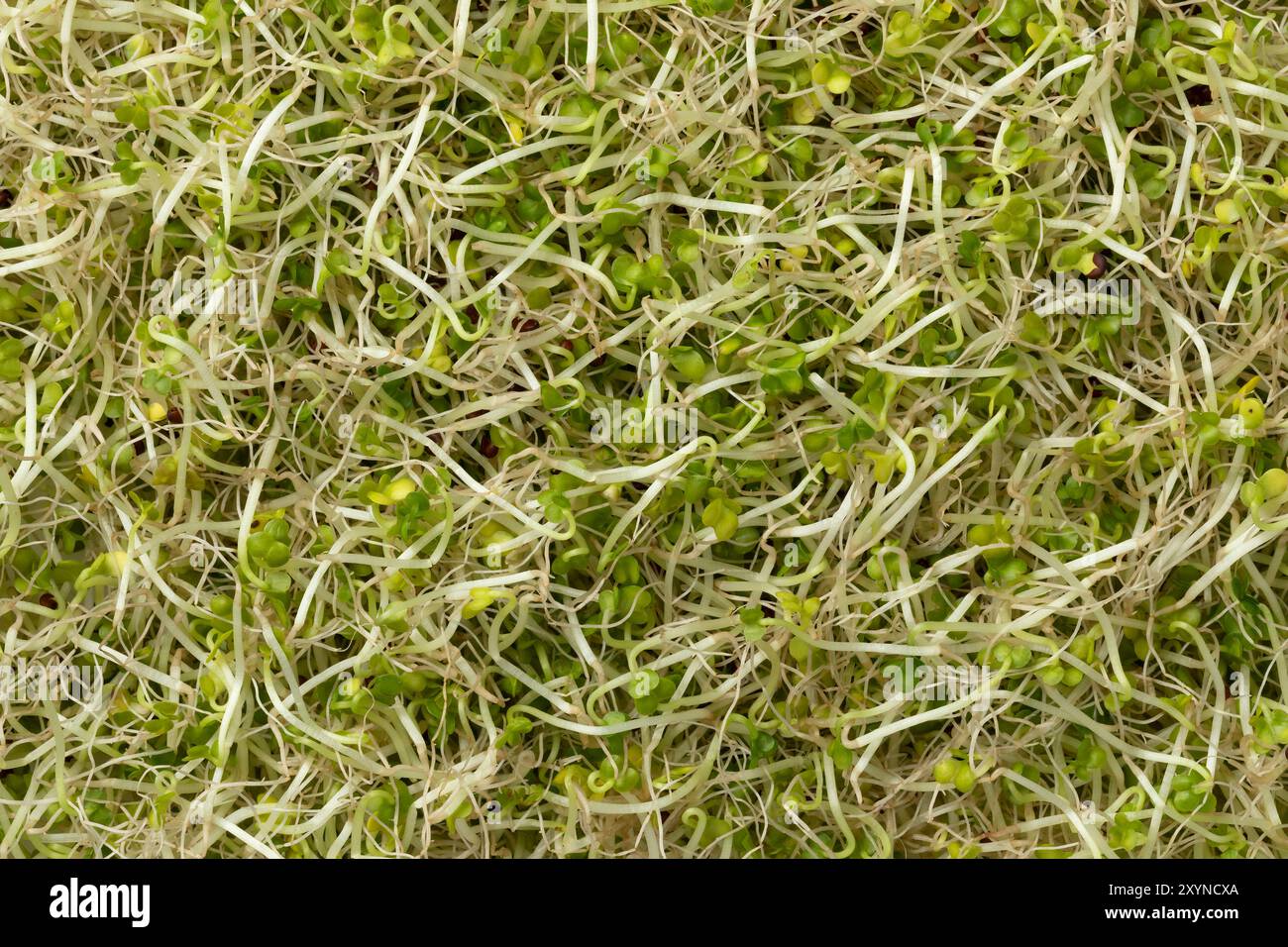Fresh green Broccoli sprouts close up full frame as background Stock Photo