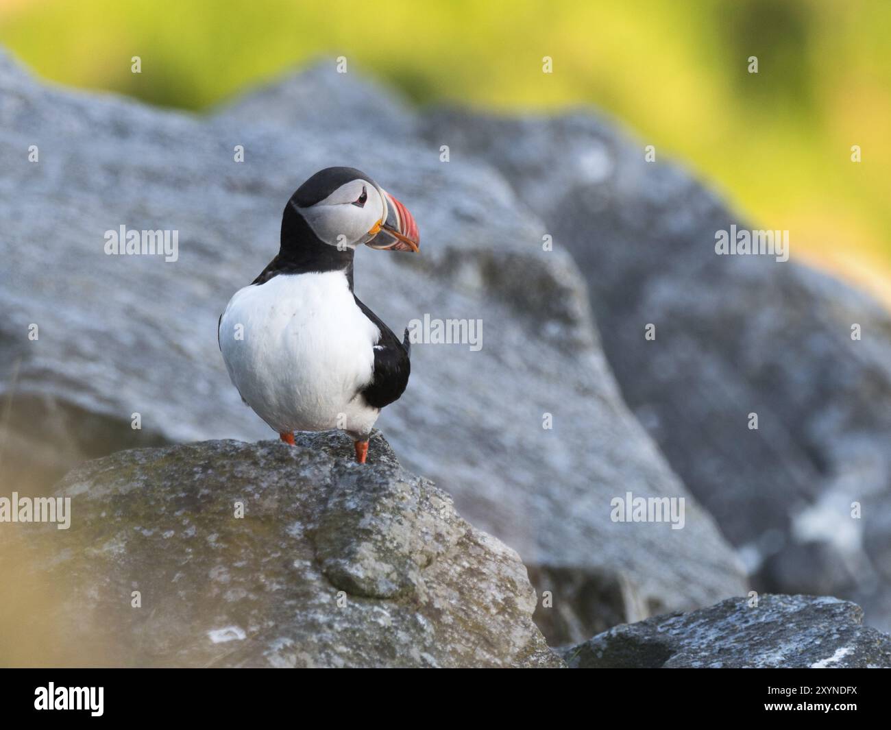 Puffins Using Sticks A puffin sticks out its tongue, Round Island in Norway Stock Photo - Alamy