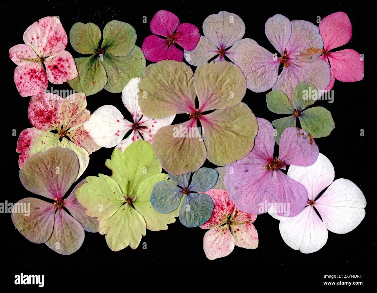 Pressed flowers victorian hi-res stock photography and images - Alamy
