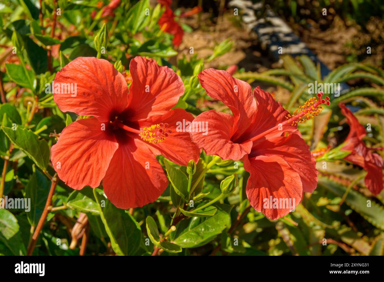 Red hardy hibiscus hi-res stock photography and images - Alamy
