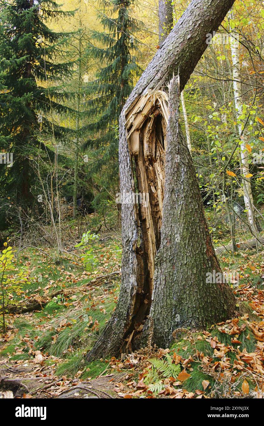 Wrecked tree trunks hi-res stock photography and images - Alamy