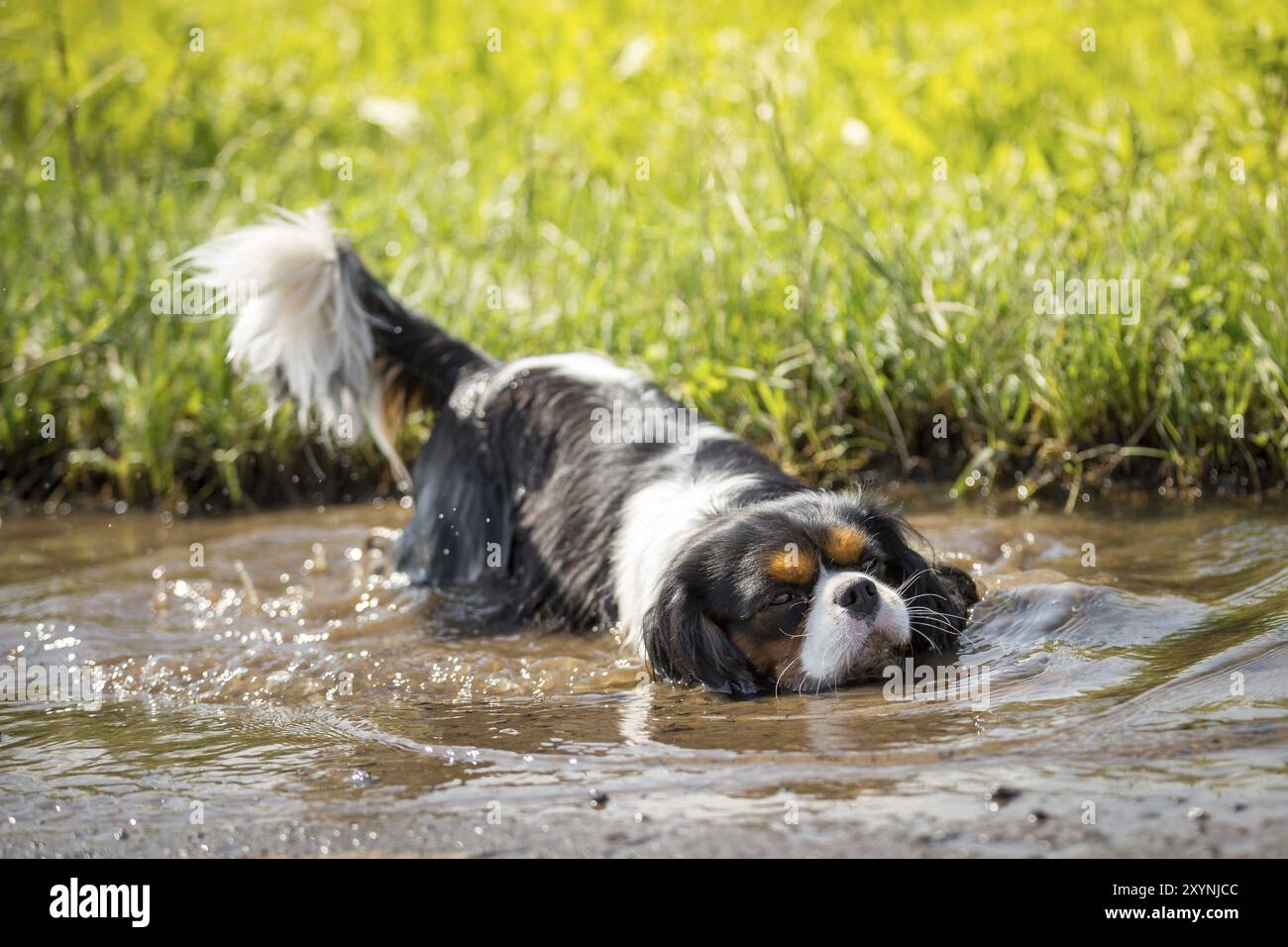 First puddle hi-res stock photography and images - Alamy