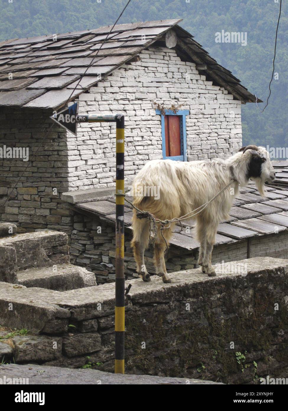 Standing goat Stock Photo