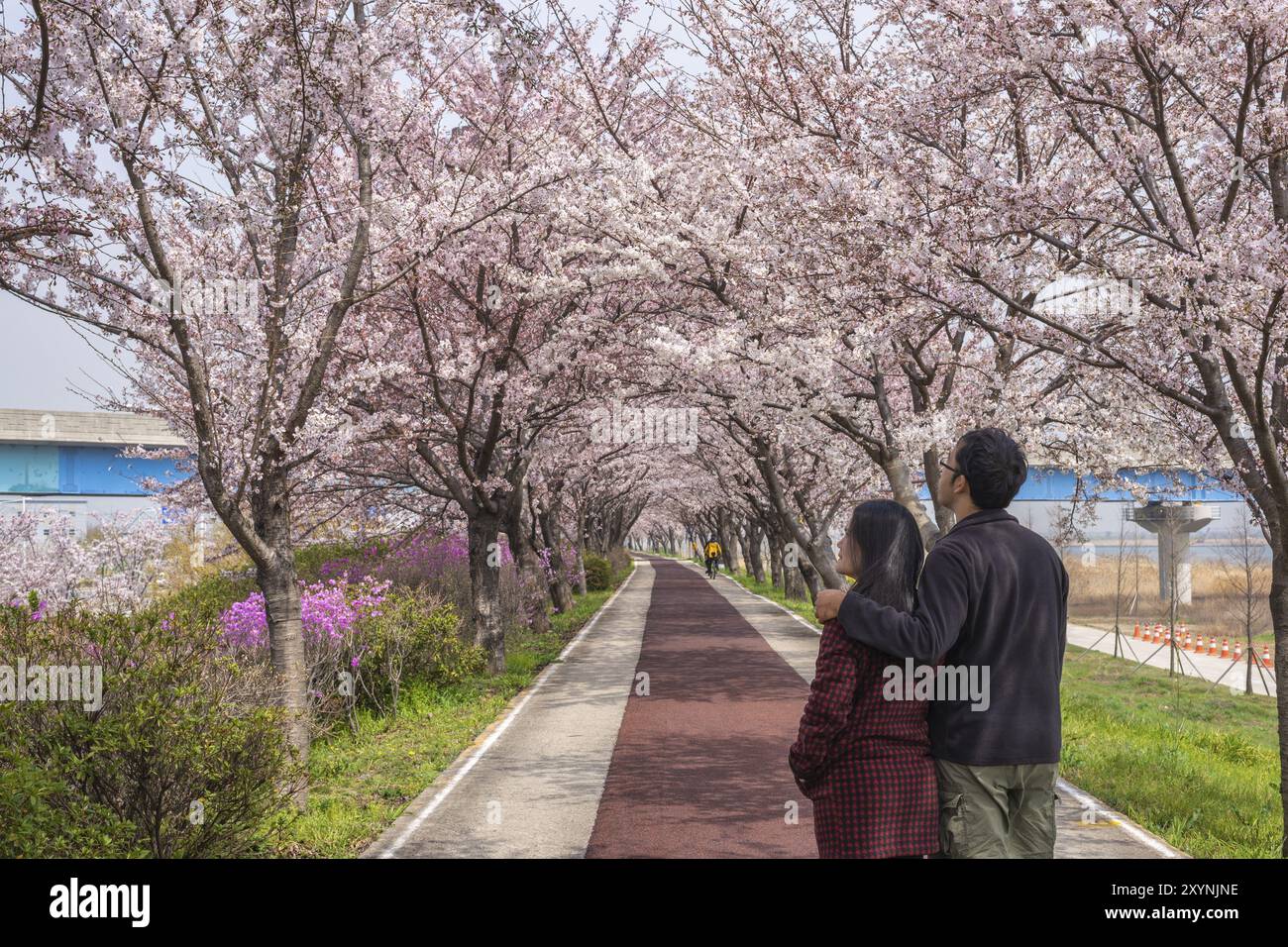 Spring pink cherry blossom tree and walk path in Busan, South Korea ...