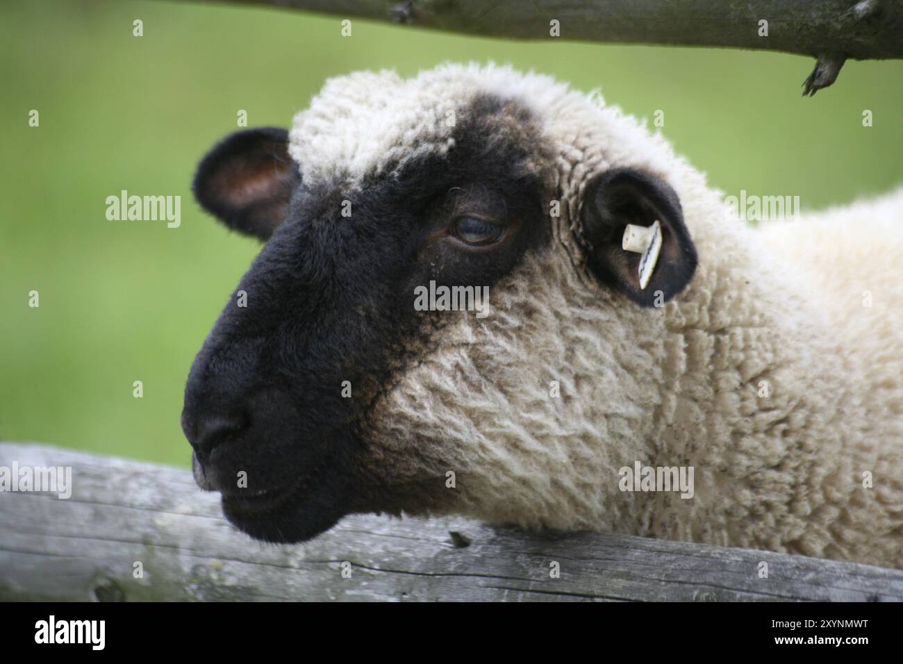 Sheep on a pasture Stock Photo - Alamy