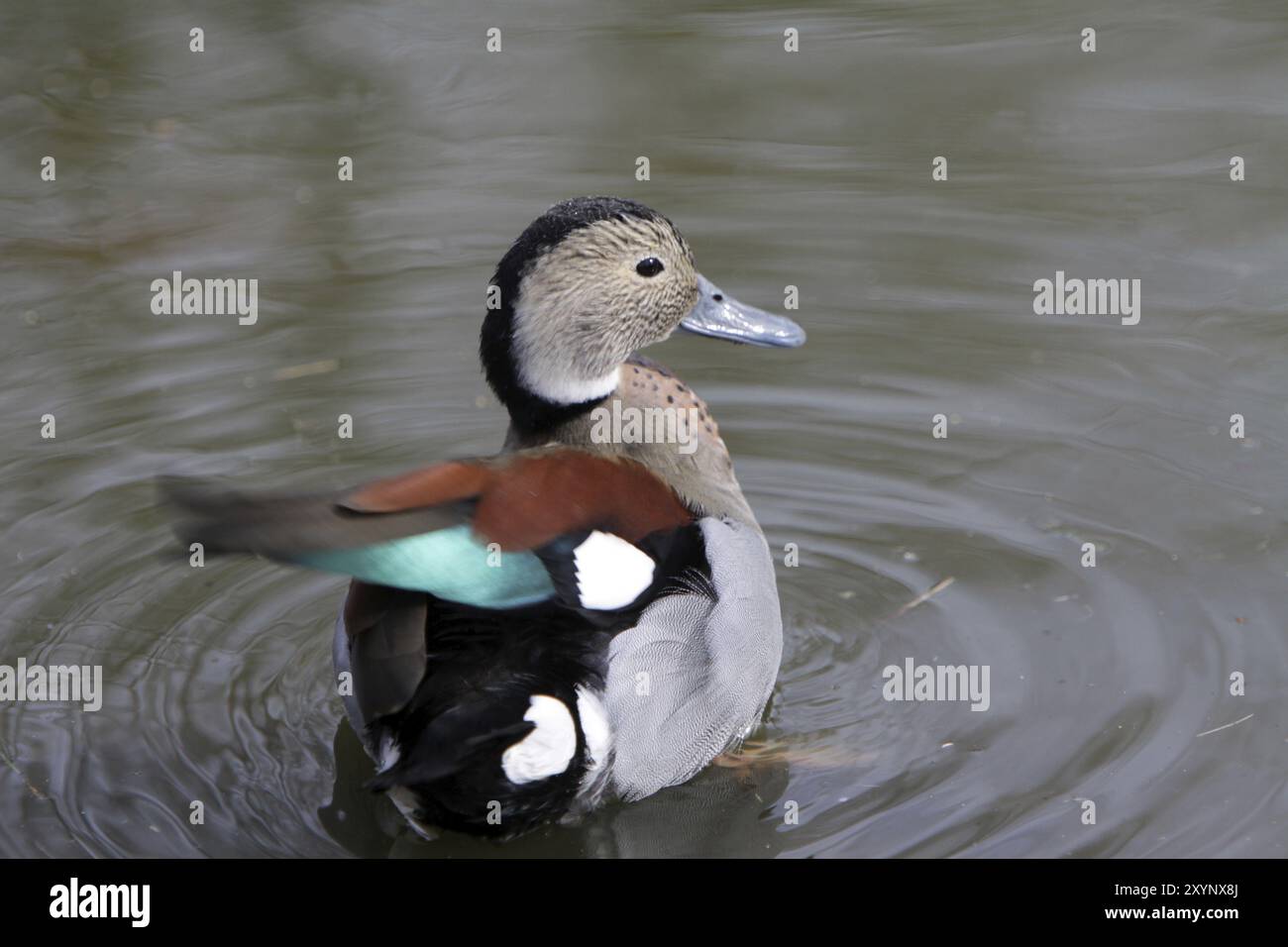 Red-shouldered duck (drake Stock Photo - Alamy