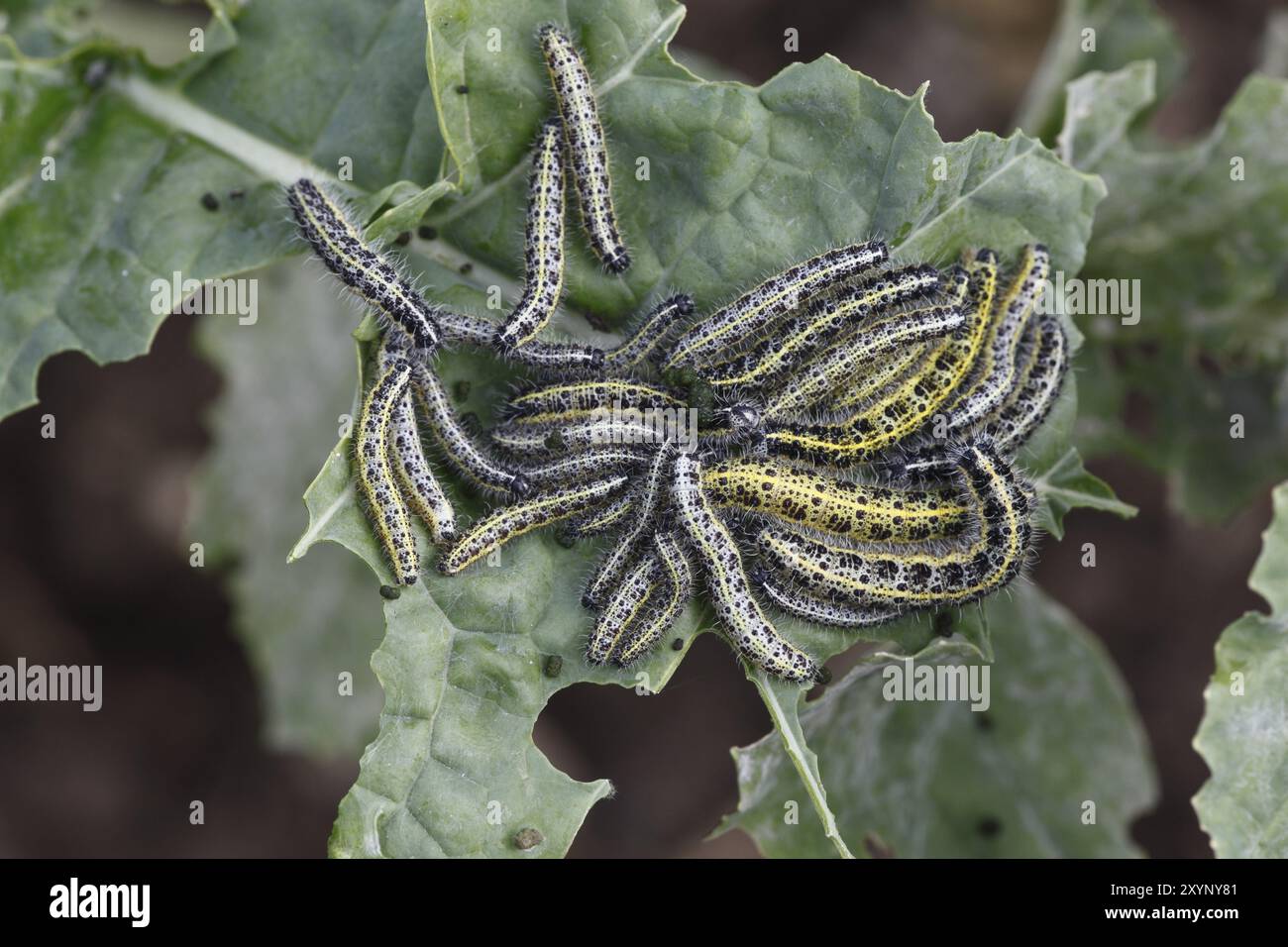 Caterpillars of the Cabbage butterfly on white cabbage leaves Stock ...
