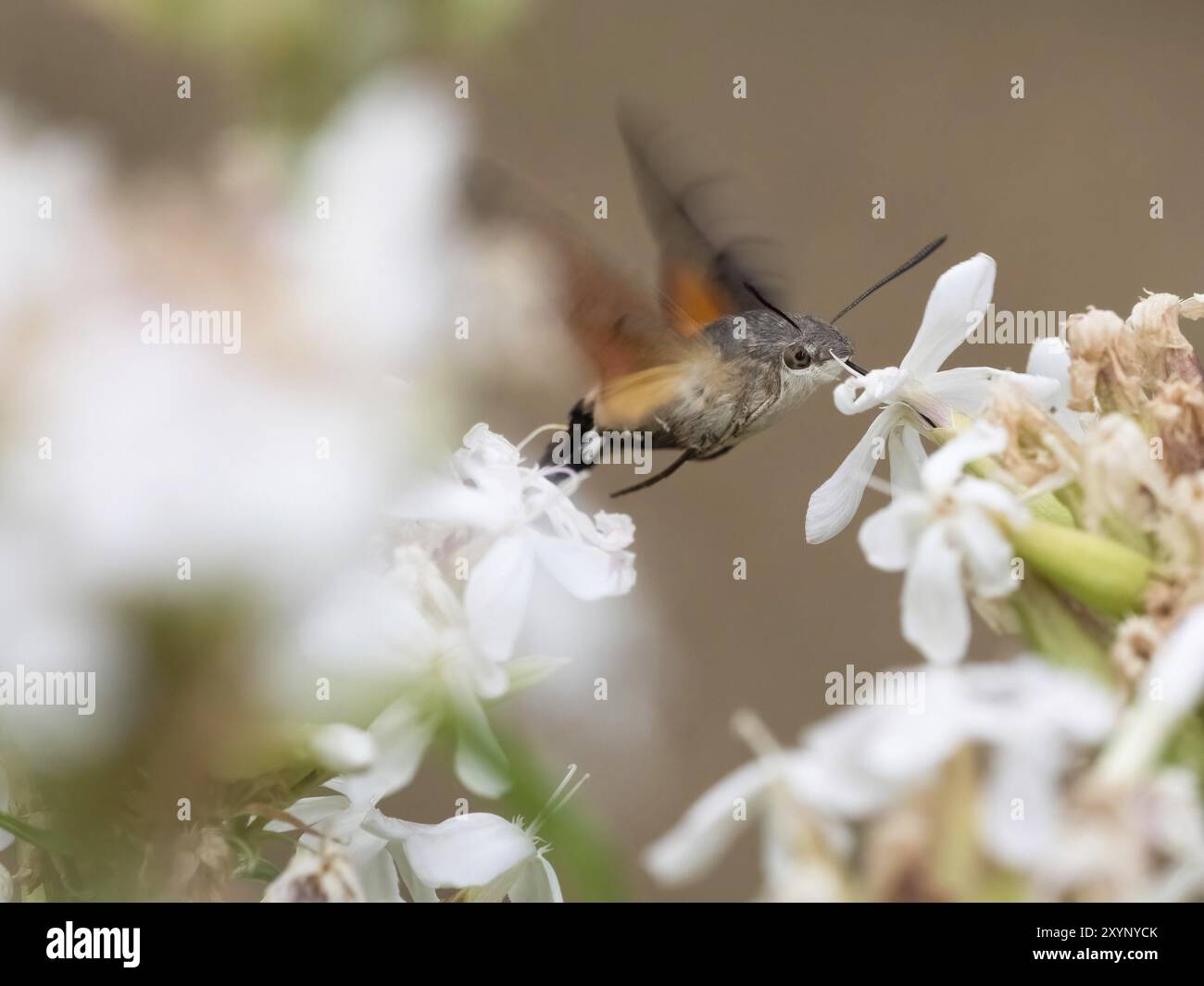 A dove tail drinks nectar from a flower Stock Photo