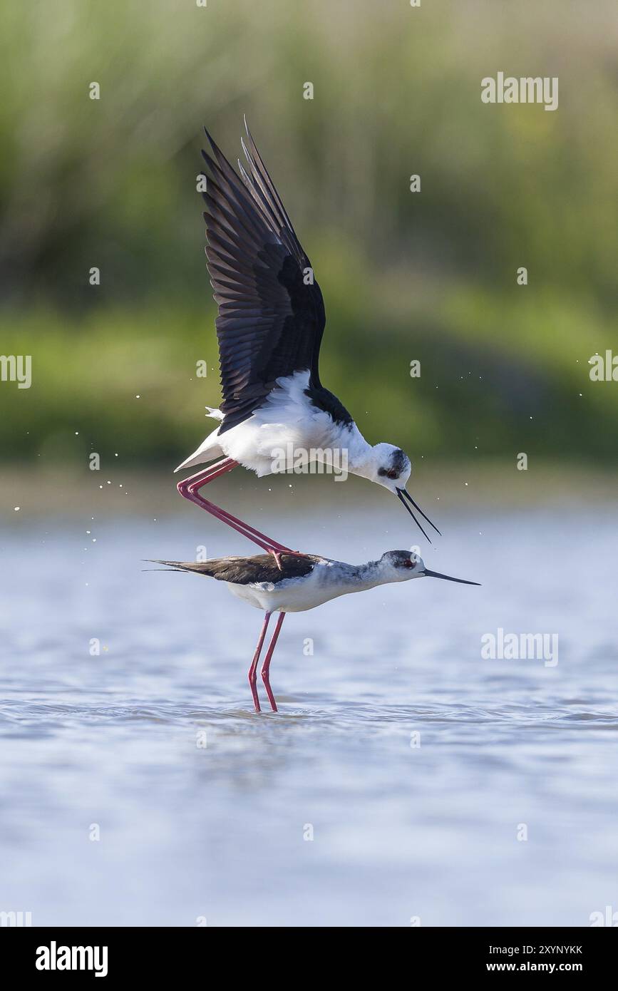 Bird waterfowl reproduction common hi-res stock photography and images ...