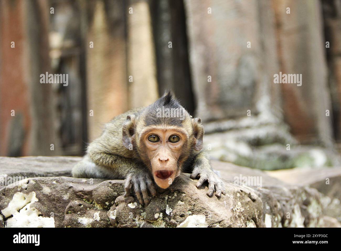 Monkey in the temple complex of Angkor Wat, Cambodia, Asia Stock Photo ...