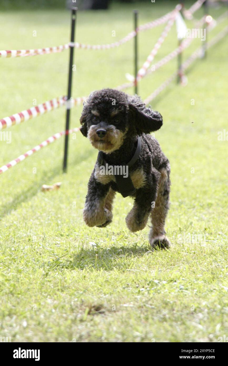 Poodle at a dog race Stock Photo - Alamy
