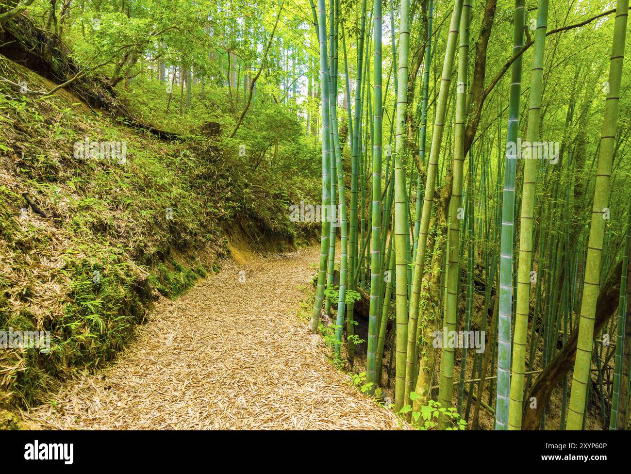 Beautiful rustic winding dirt trail lined by green bamboo forest leads ...